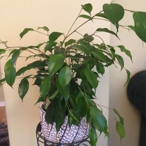 Meet your Posher, Faith